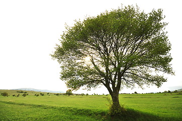 Image showing lonely tree on meodow with isolated sky