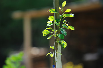 Image showing new growth concept witn young tree