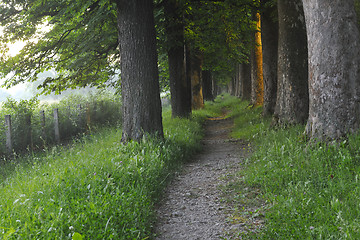 Image showing sunrise in beautiful alley 