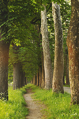 Image showing sunrise in beautiful alley 