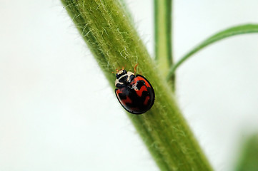 Image showing Ladybird and stem