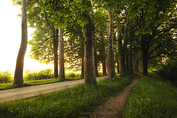 Image showing sunrise in beautiful alley 