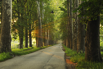 Image showing sunrise in beautiful alley 