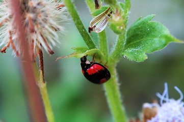 Image showing Ladybird hiding under a small leaf