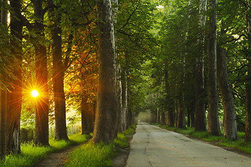 Image showing sunrise in beautiful alley 