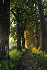 Image showing sunrise in beautiful alley 