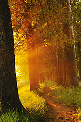 Image showing sunrise in beautiful alley 