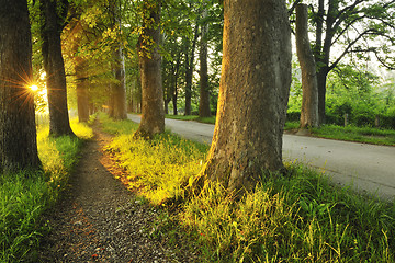 Image showing sunrise in beautiful alley 