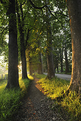 Image showing sunrise in beautiful alley 