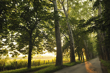 Image showing sunrise in beautiful alley 