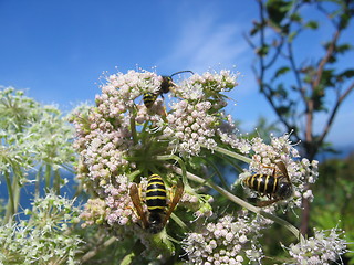 Image showing Some bees on a plant