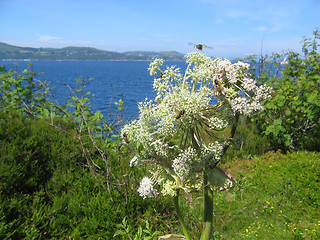 Image showing Some bees on a plant