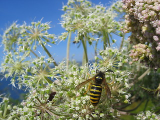 Image showing Bee on a plant