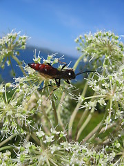 Image showing Bug on a plant