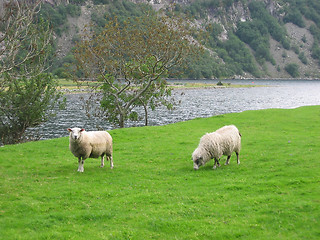 Image showing Two sheeps on a field