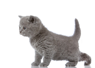 Image showing little british shorthair kitten