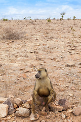 Image showing Baboon in Kenya