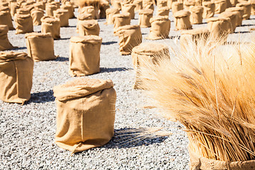 Image showing Ripe Summer Wheat