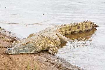 Image showing Kenian crocodiles