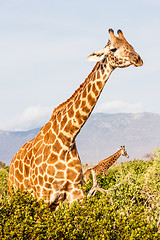 Image showing Free Giraffe in Kenya