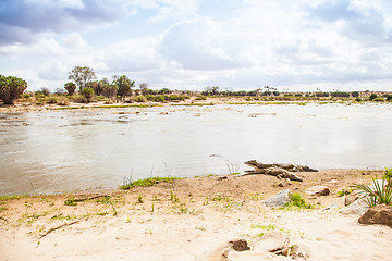 Image showing Kenian crocodiles