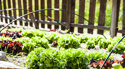 Image showing Vegetable Garden