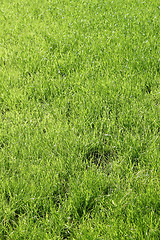 Image showing Fresh green grass