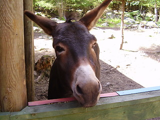 Image showing Donkey