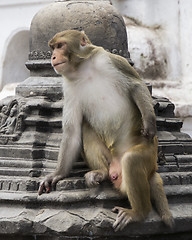 Image showing monkey in nepal