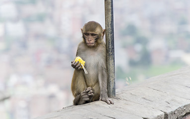 Image showing monkey in nepal