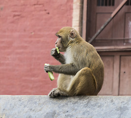 Image showing monkey in nepal