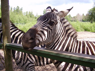 Image showing Zebra