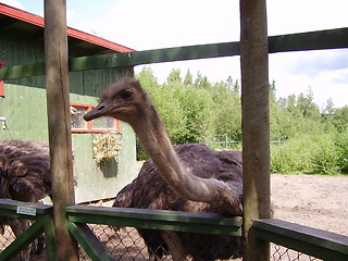 Image showing Ostrich