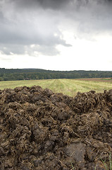 Image showing Manure heap