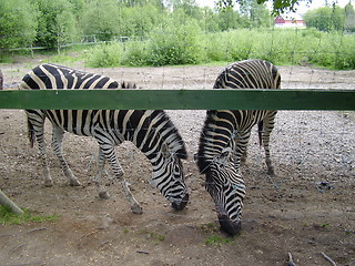 Image showing Zebra