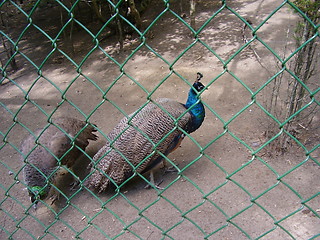 Image showing Peacock