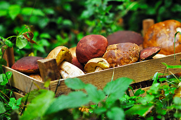 Image showing fresh mushroom food outdoor in nature