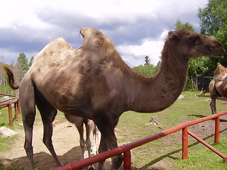 Image showing Camel