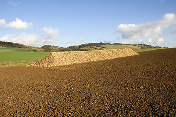 Image showing Sugar beet heap