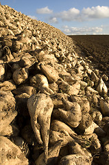 Image showing Sugar beet heap