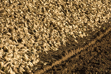 Image showing Sugar beet heap