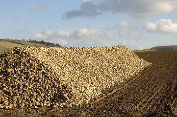 Image showing Sugar beet heap