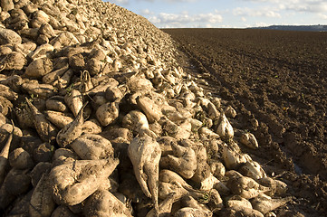 Image showing Sugar beet heap