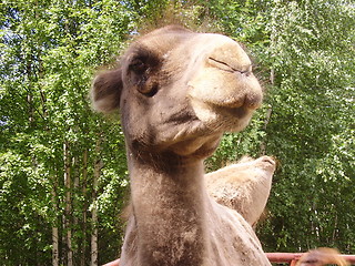 Image showing Camel