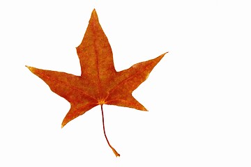 Image showing Maple Leaf