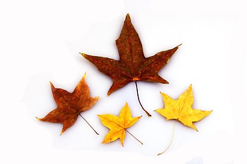 Image showing Maple Leaves