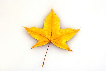 Image showing Maple Leaf