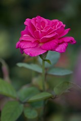 Image showing Wild Rose