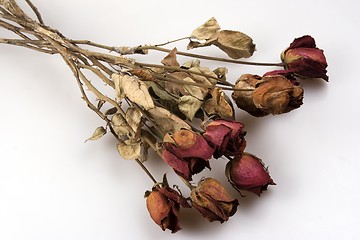 Image showing Withered Red Rose