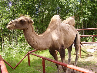 Image showing Camel